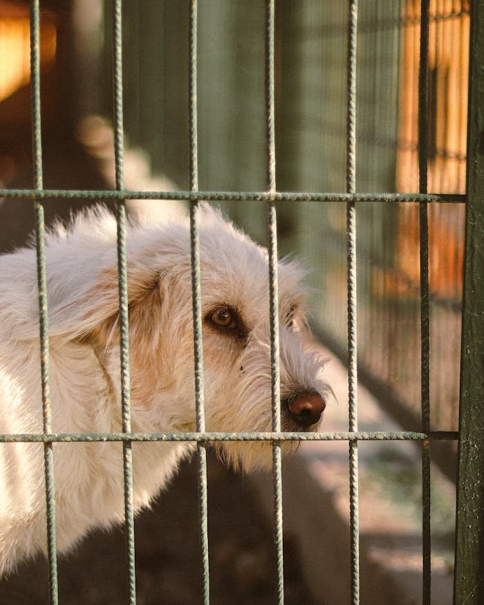 Mastering the First Impression: Your intriguing post title goes here A lonely dog gazes through the bars of its cage, highlighting pet adoption needs.