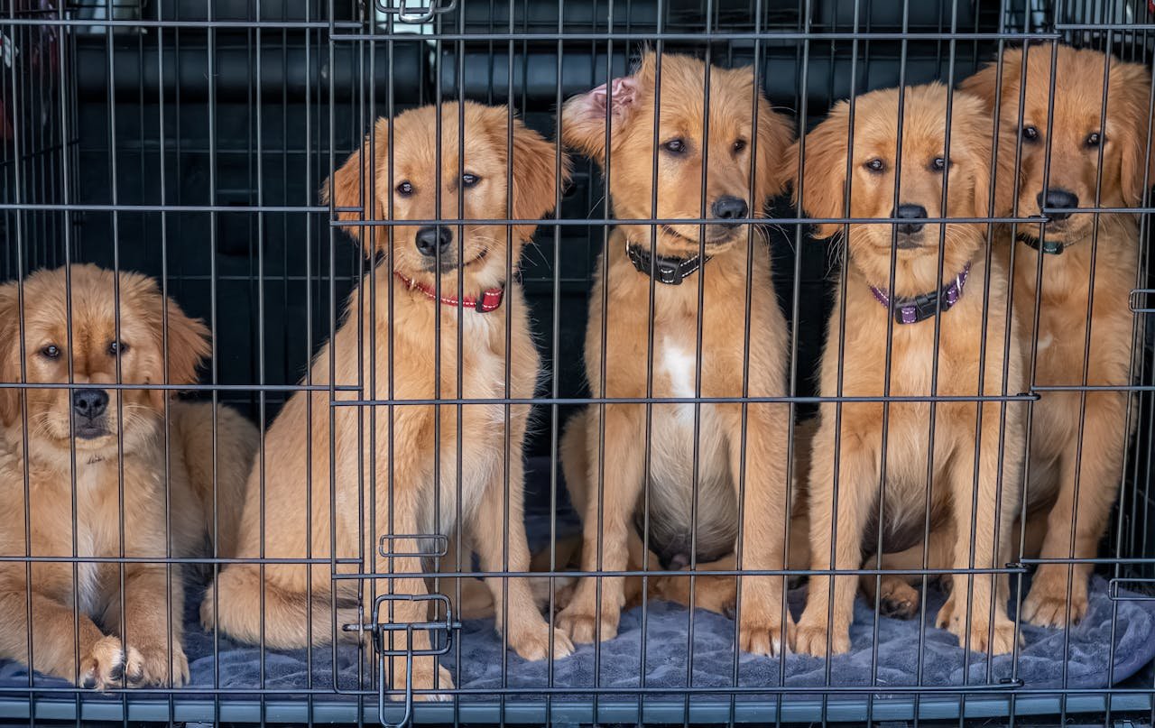 impact-img Five cute golden retriever puppies sitting inside a cage, looking playful and curious.